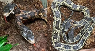 Çift Başlı Yılan İki Farklı Yöne Gitmeye Çalışırken Boynu Zedelendi