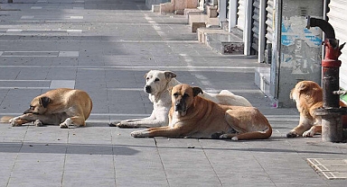 Sokak köpekleri saldırdı, kurumlara açtığı davadan tazminat kazandı