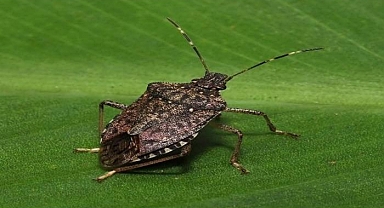 'Bu böceği gördüğünüz yerde öldürün'