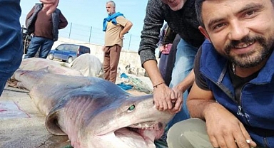 Bursa açıklarında 4 metrelik köpek balığı! Tekneye çekemediler, yüzdürerek getirdiler
