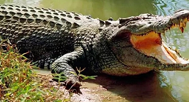 Kendini ısıran timsah ısırarak ölümden kurtuldu!